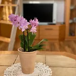 Apartament Steige 3 *