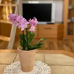 Apartament Steige 3 *